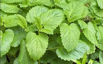 Lemon Balm Extract associated with the Yu Sleep formula